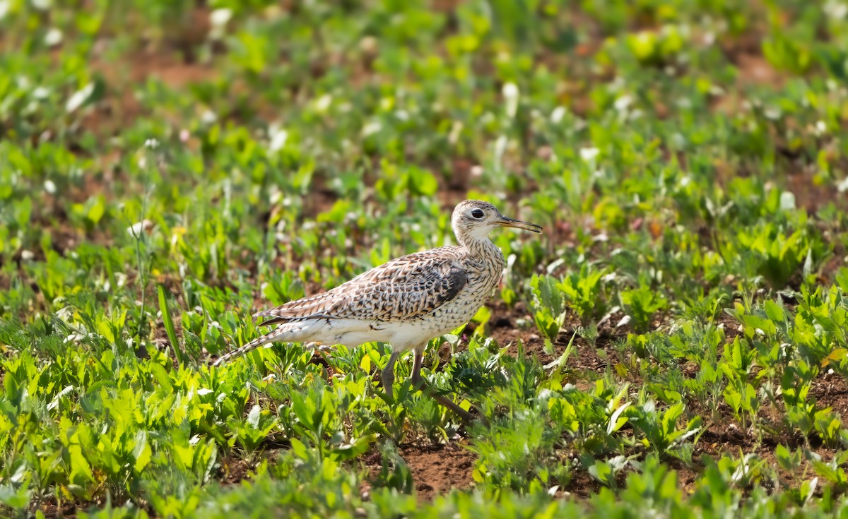 Upland Sandpiper - Harvey Fielder