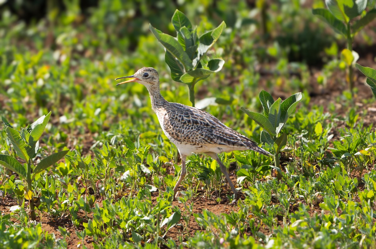 Upland Sandpiper - Harvey Fielder