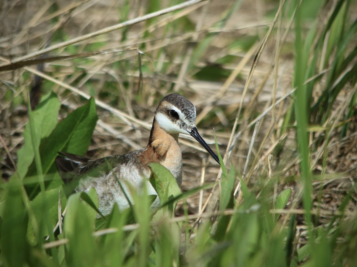 hvithalesvømmesnipe - ML619580981