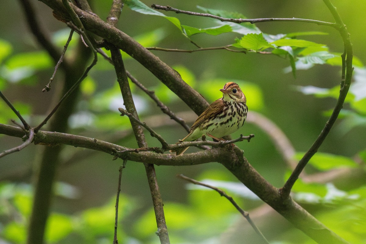 Ovenbird - Ian Campbell