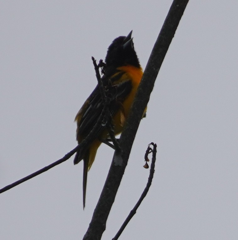 Baltimore Oriole - John McCallister