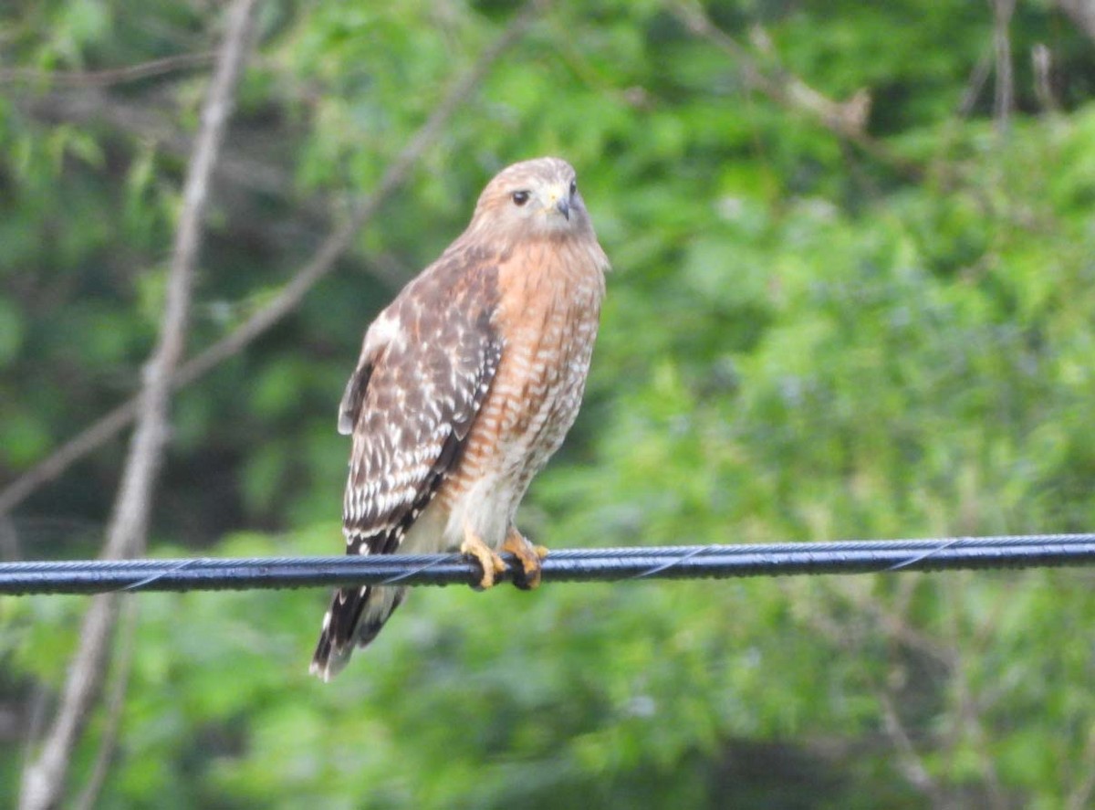 Red-shouldered Hawk - Doug Pfeiffer