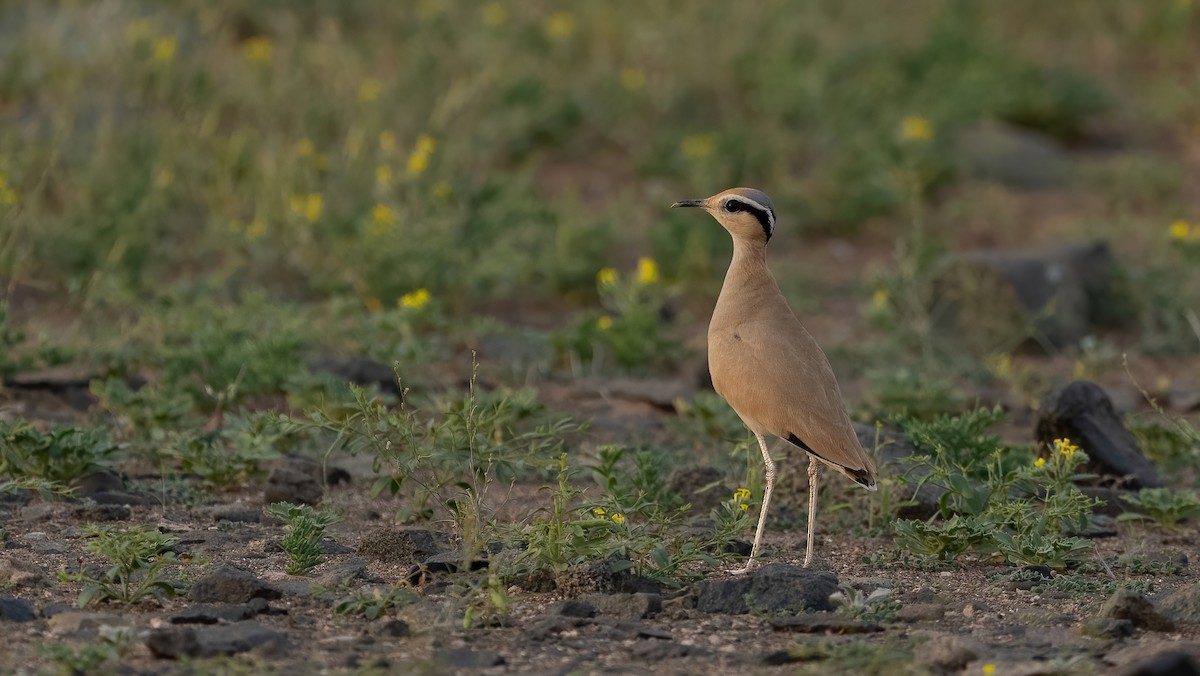 Cream-colored Courser - Nasir Almehrzi