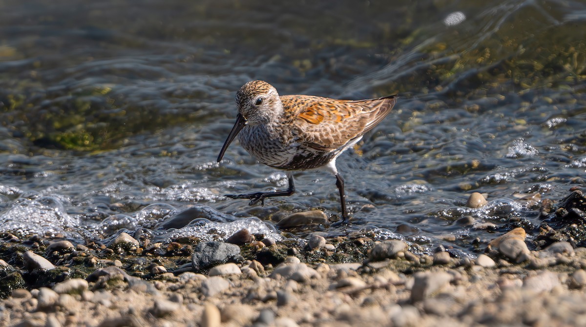 Dunlin - Harvey Fielder