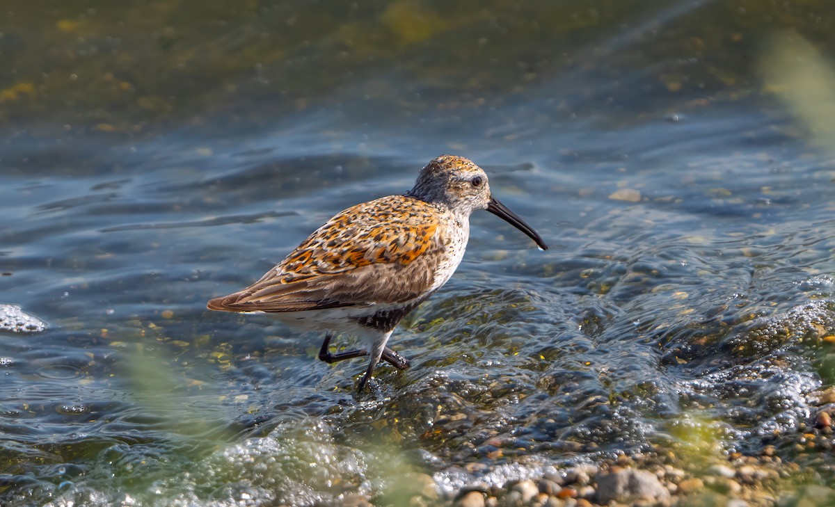 Dunlin - Harvey Fielder