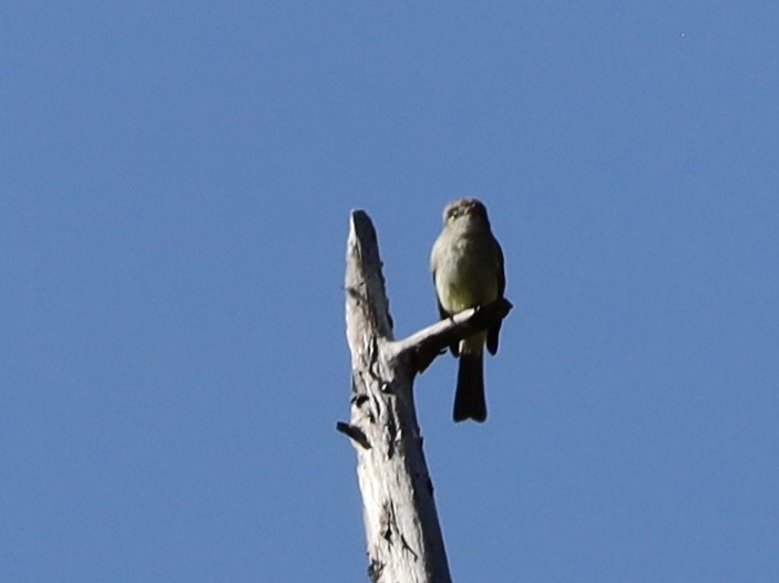 Dusky Flycatcher - Mohini Rawool-Sullivan