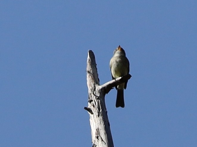 Dusky Flycatcher - Mohini Rawool-Sullivan