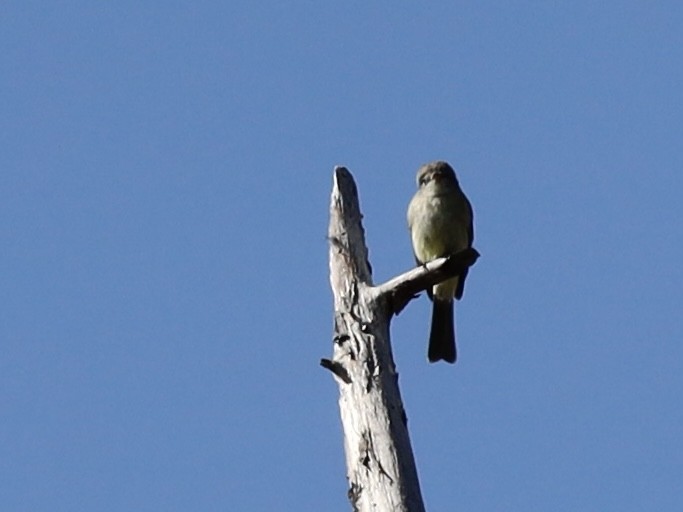 Dusky Flycatcher - Mohini Rawool-Sullivan