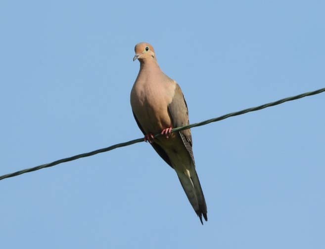 Mourning Dove - Doug Pfeiffer