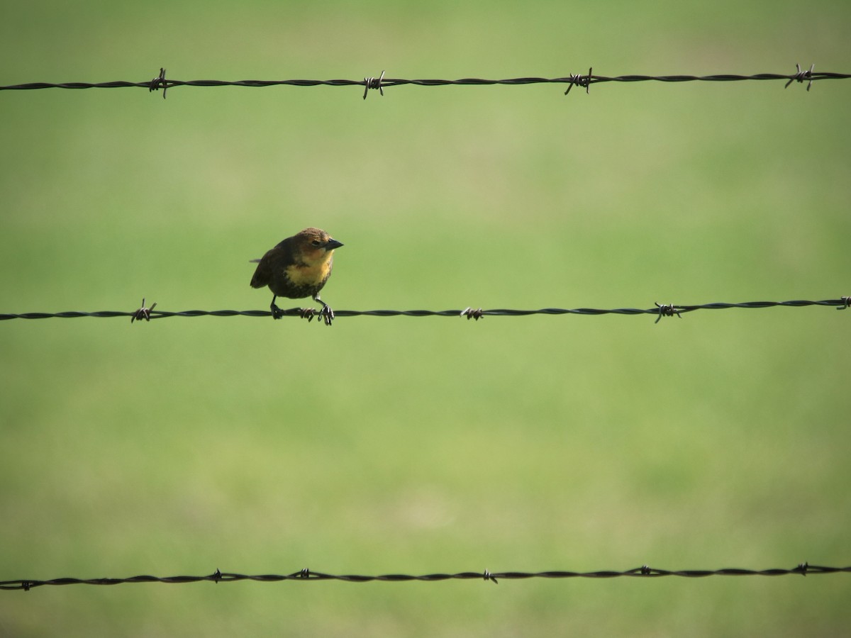 Yellow-headed Blackbird - ML619581004