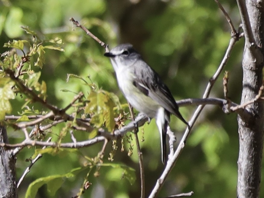 Plumbeous Vireo - Mohini Rawool-Sullivan