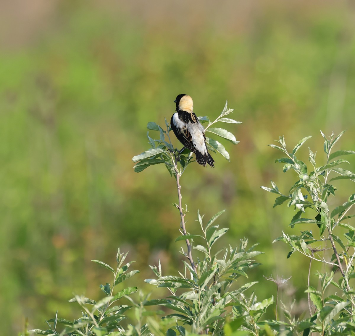 bobolink americký - ML619581010