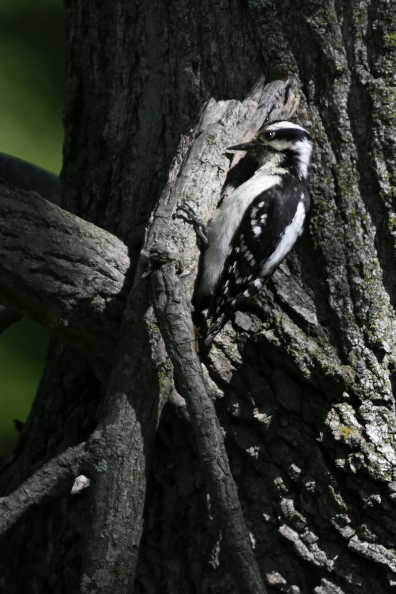 Downy Woodpecker - Matthew John Rice