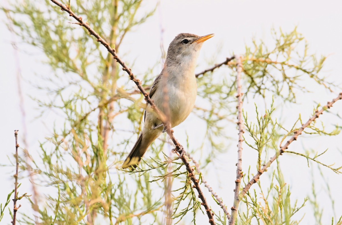 Eastern Olivaceous Warbler - ML619581012