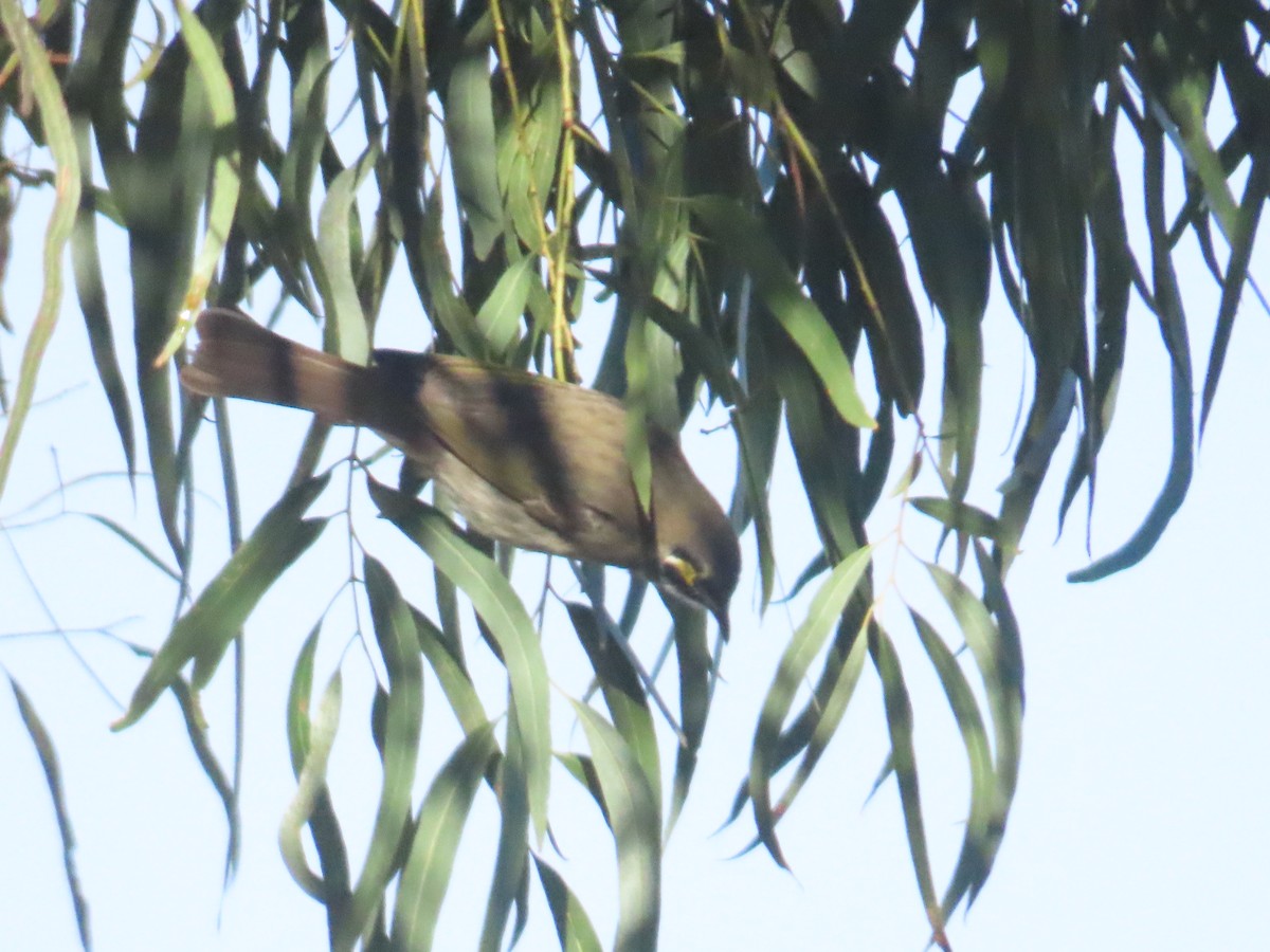 Yellow-faced Honeyeater - Ben Ward