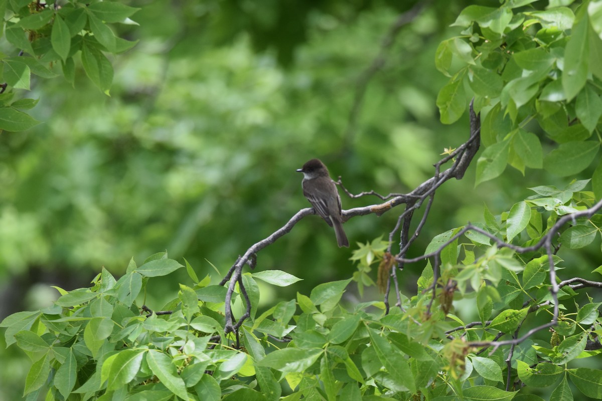 Eastern Phoebe - Addelyn Swann