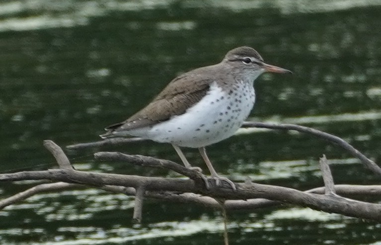 Spotted Sandpiper - ML619581019