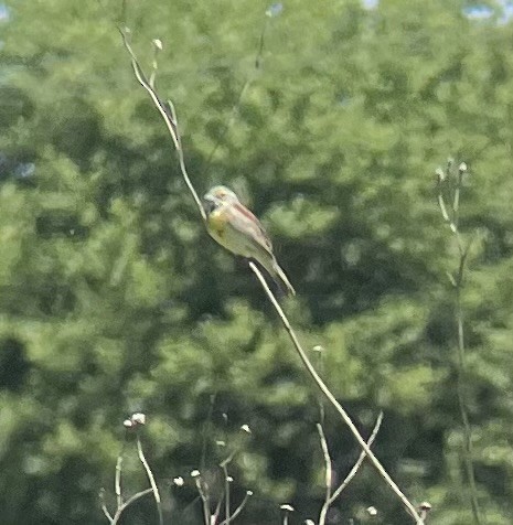 Dickcissel - Greg J