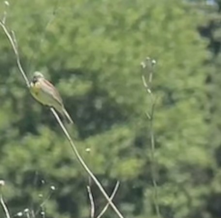 Dickcissel - Greg J