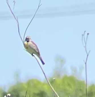 Dickcissel - Greg J