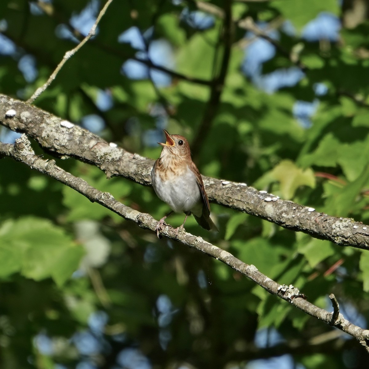 Veery - Troy Gorodess