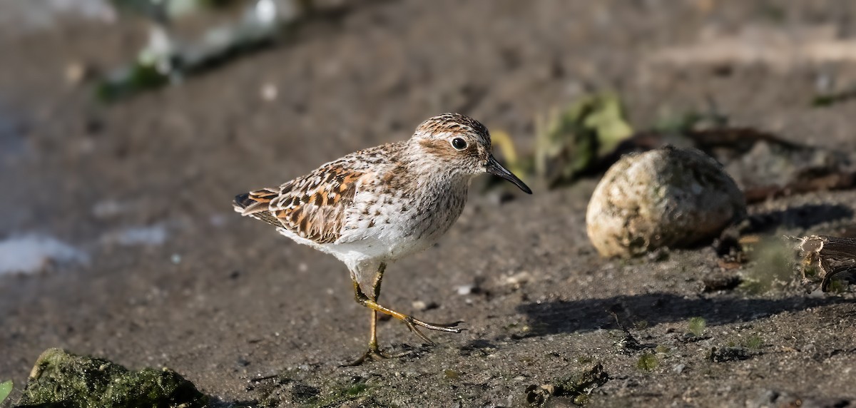 Least Sandpiper - Harvey Fielder