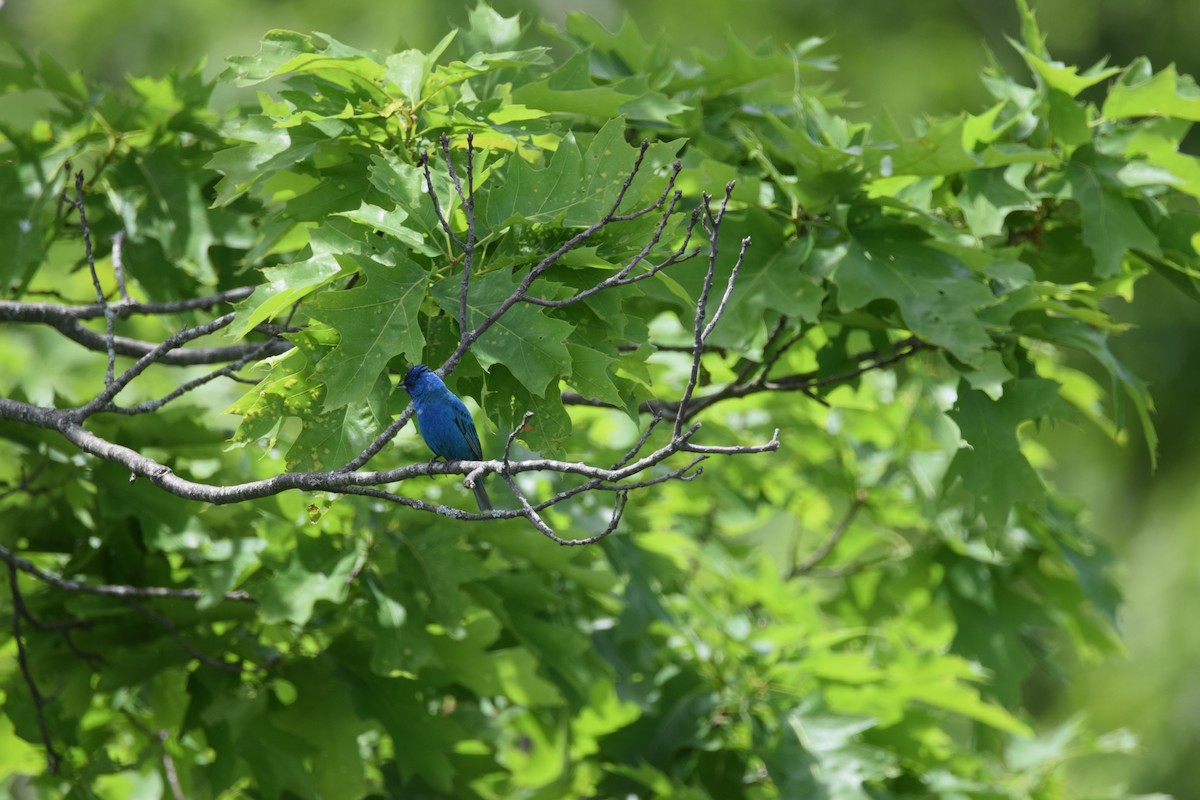 Indigo Bunting - Addelyn Swann