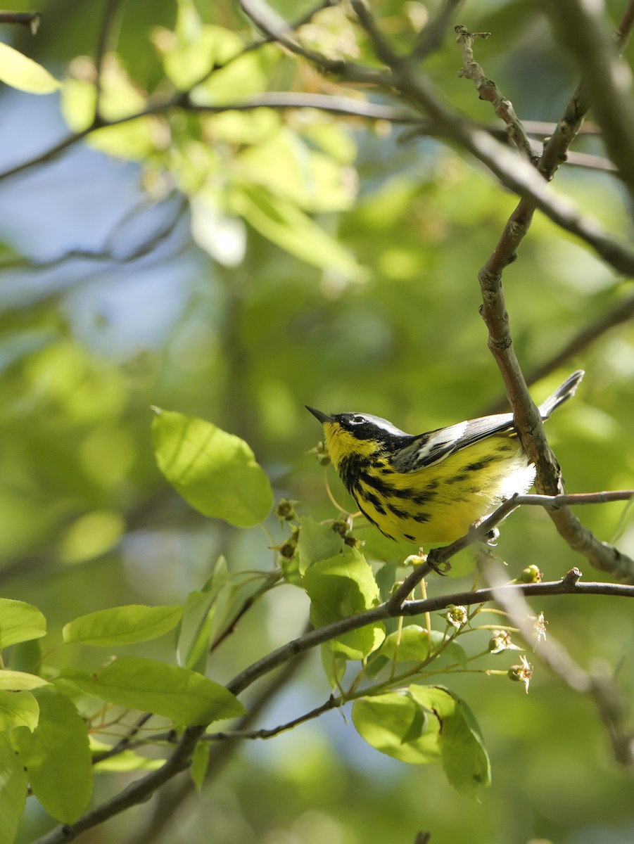 Magnolia Warbler - Guillaume Charette