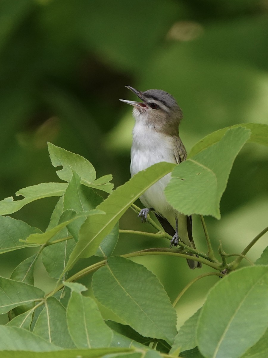 Red-eyed Vireo - Troy Gorodess