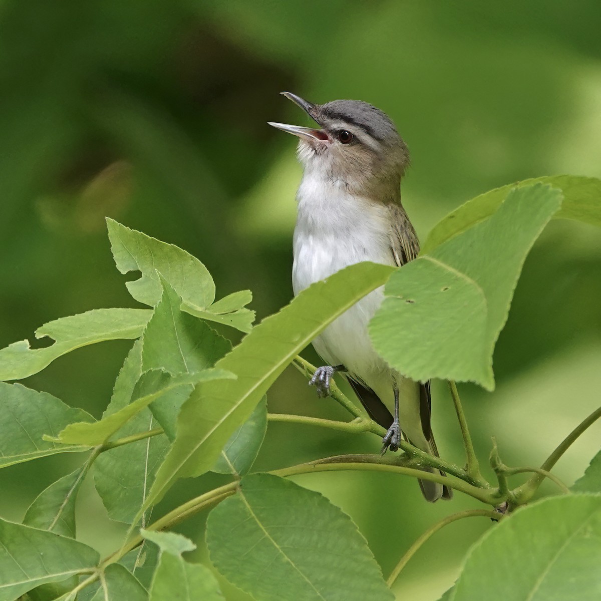 Red-eyed Vireo - Troy Gorodess