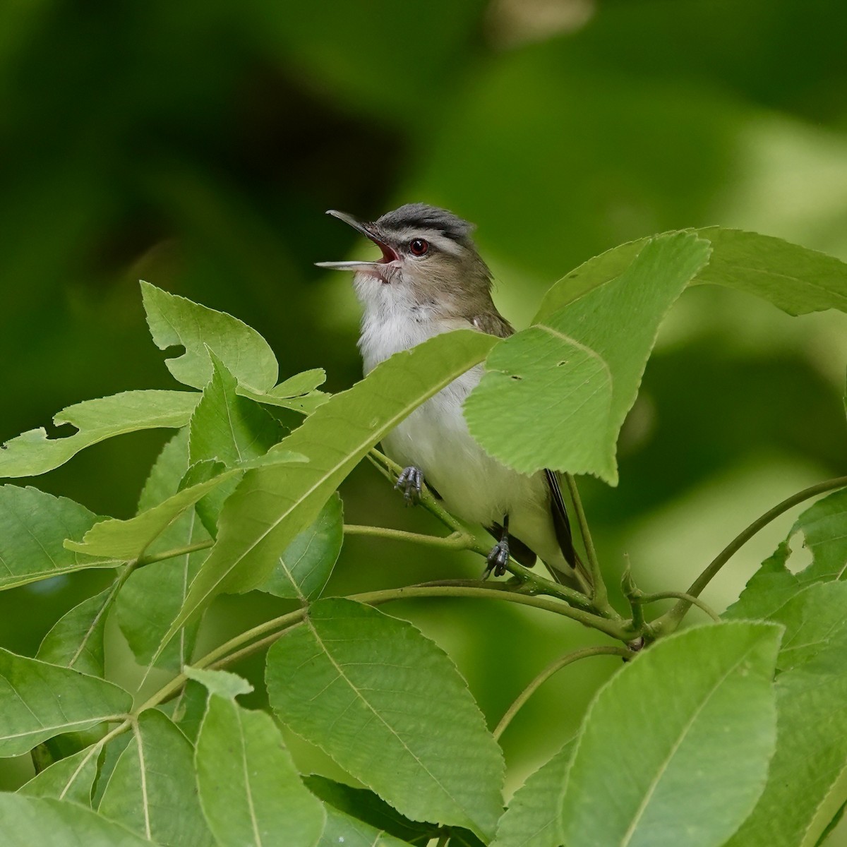 Red-eyed Vireo - Troy Gorodess