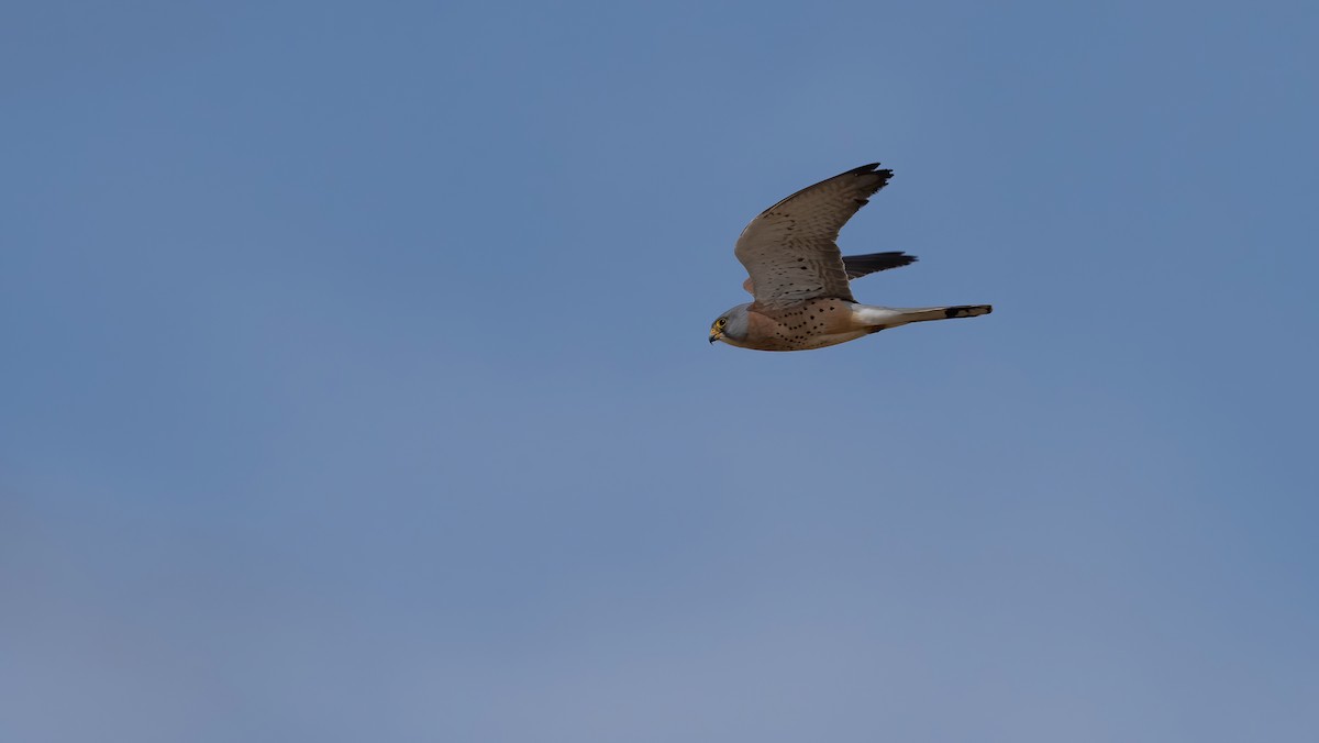 Lesser Kestrel - Nasir Almehrzi