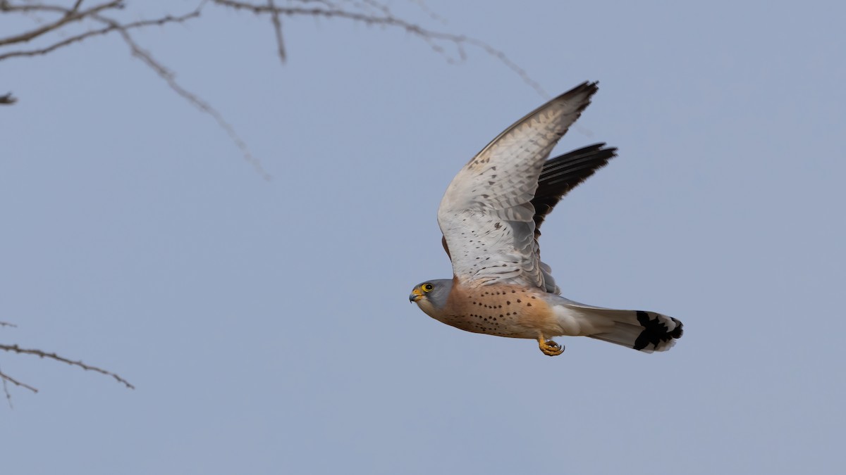 Lesser Kestrel - Nasir Almehrzi