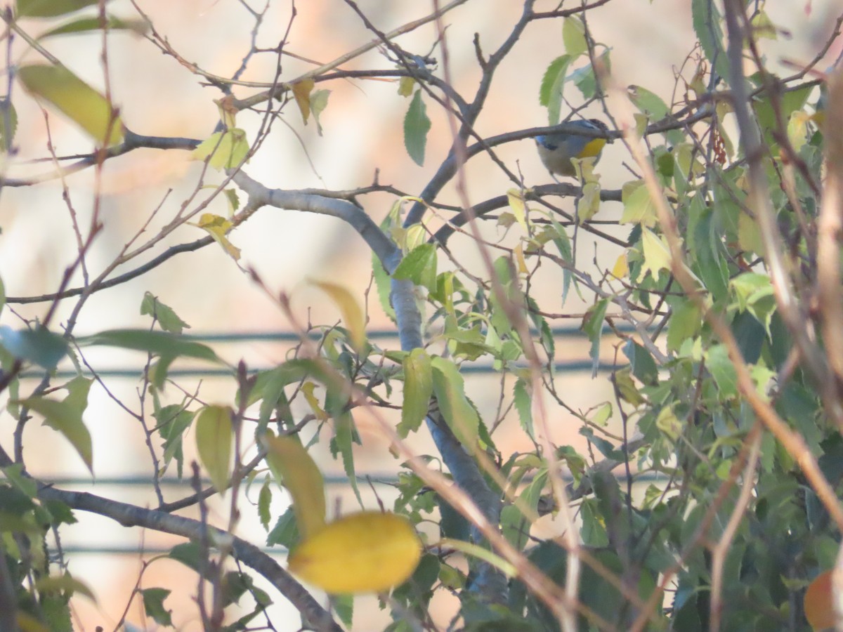 Spotted Pardalote - Ben Ward