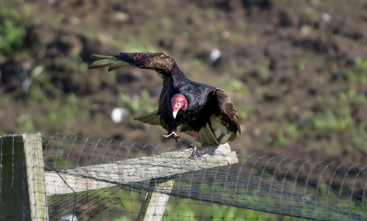 Turkey Vulture - Harvey Fielder