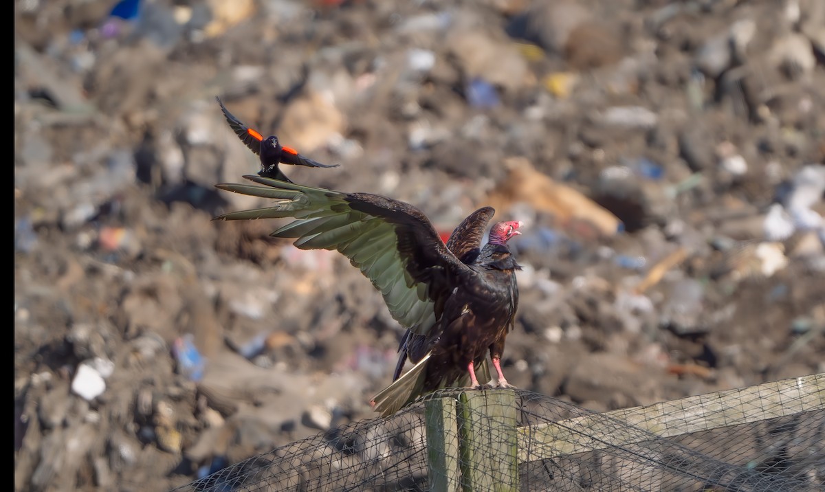 Turkey Vulture - Harvey Fielder