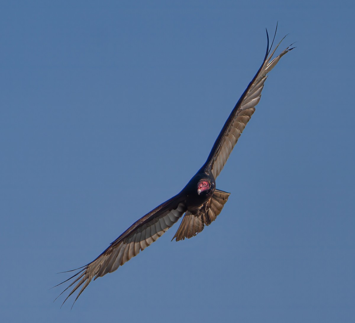 Turkey Vulture - Harvey Fielder