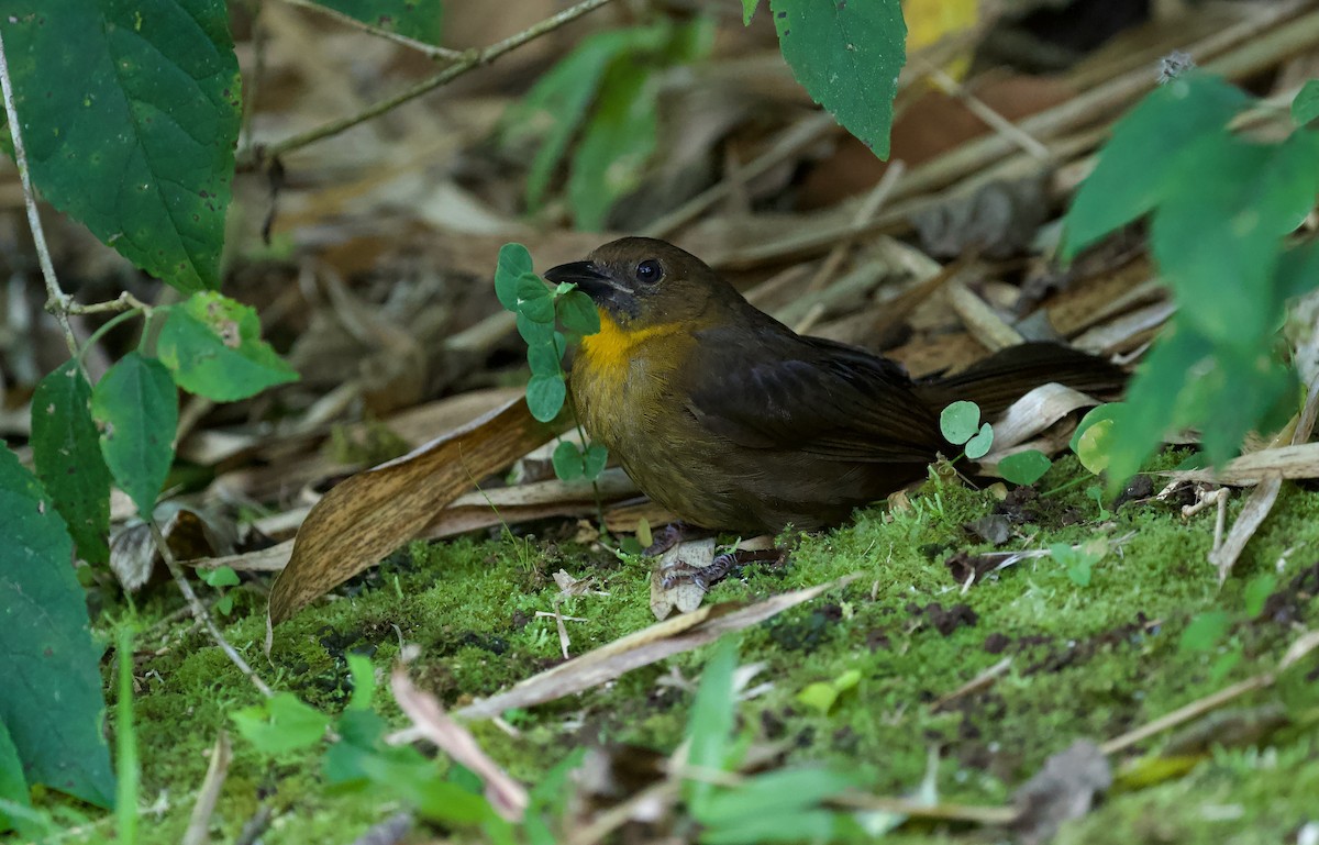 Red-throated Ant-Tanager - David Brassington
