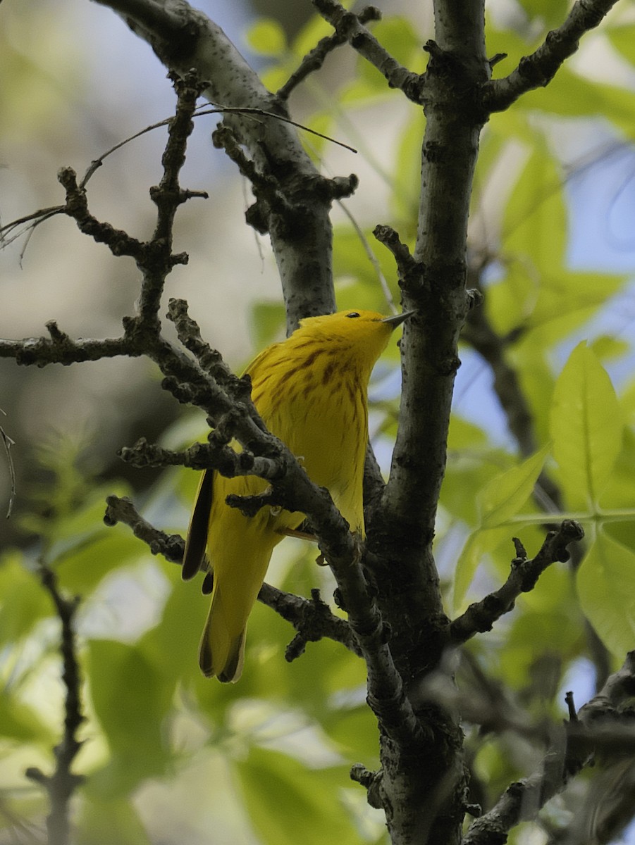 Yellow Warbler - Guillaume Charette