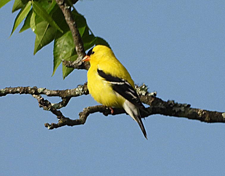 American Goldfinch - Doug Pfeiffer