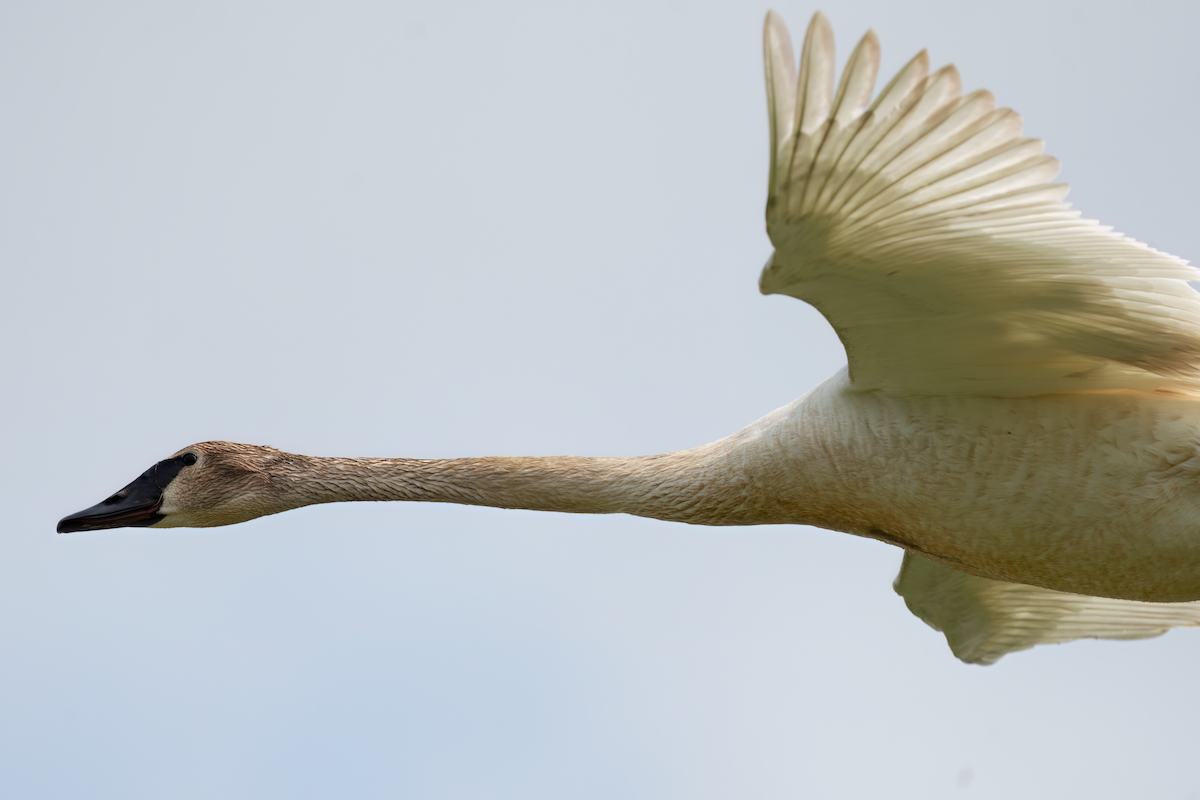 Trumpeter Swan - ML619581083