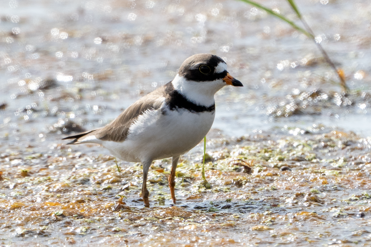 Semipalmated Plover - ML619581086