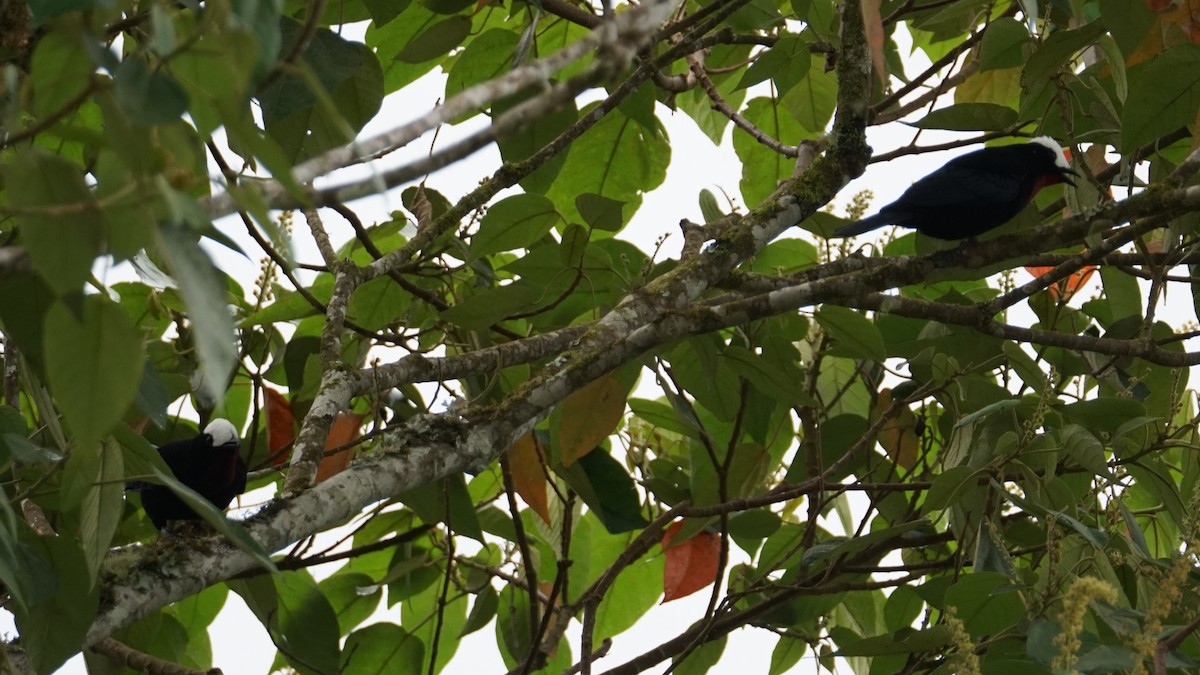 White-capped Tanager - ML619581088