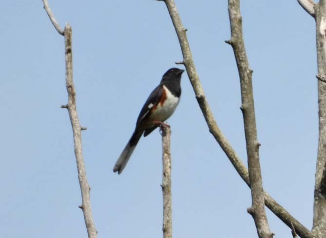 Eastern Towhee - Doug Pfeiffer