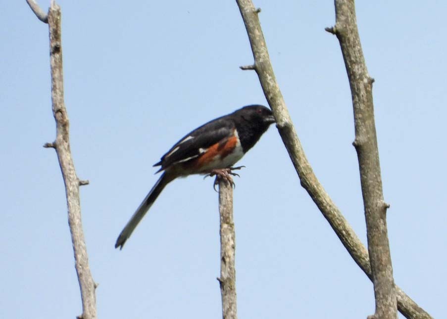 Eastern Towhee - Doug Pfeiffer