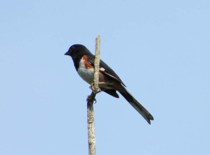 Eastern Towhee - Doug Pfeiffer