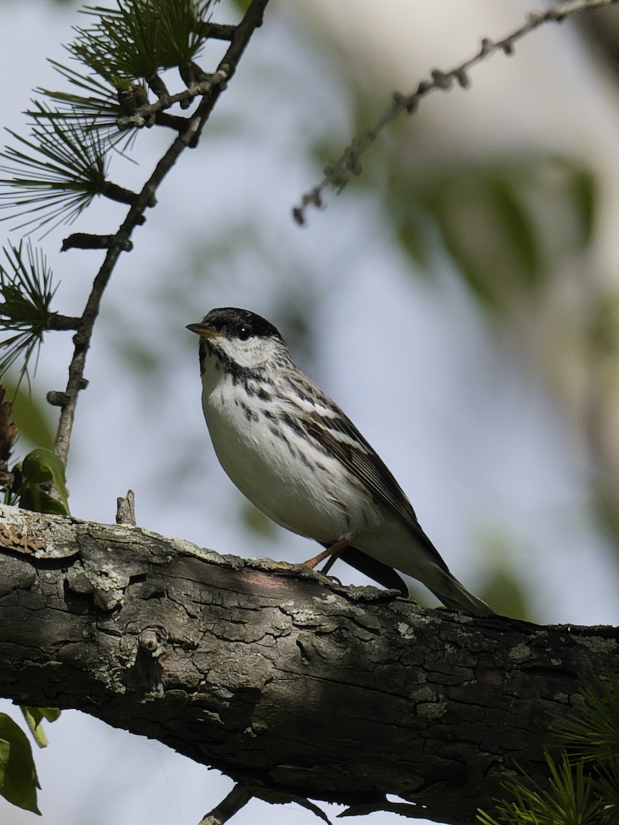 Blackpoll Warbler - Guillaume Charette