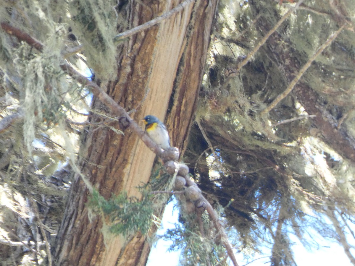 Northern Parula - Gabriel Rudy