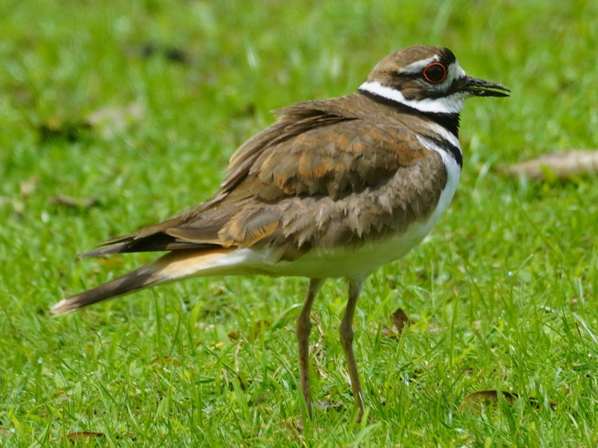 Killdeer - John McCallister