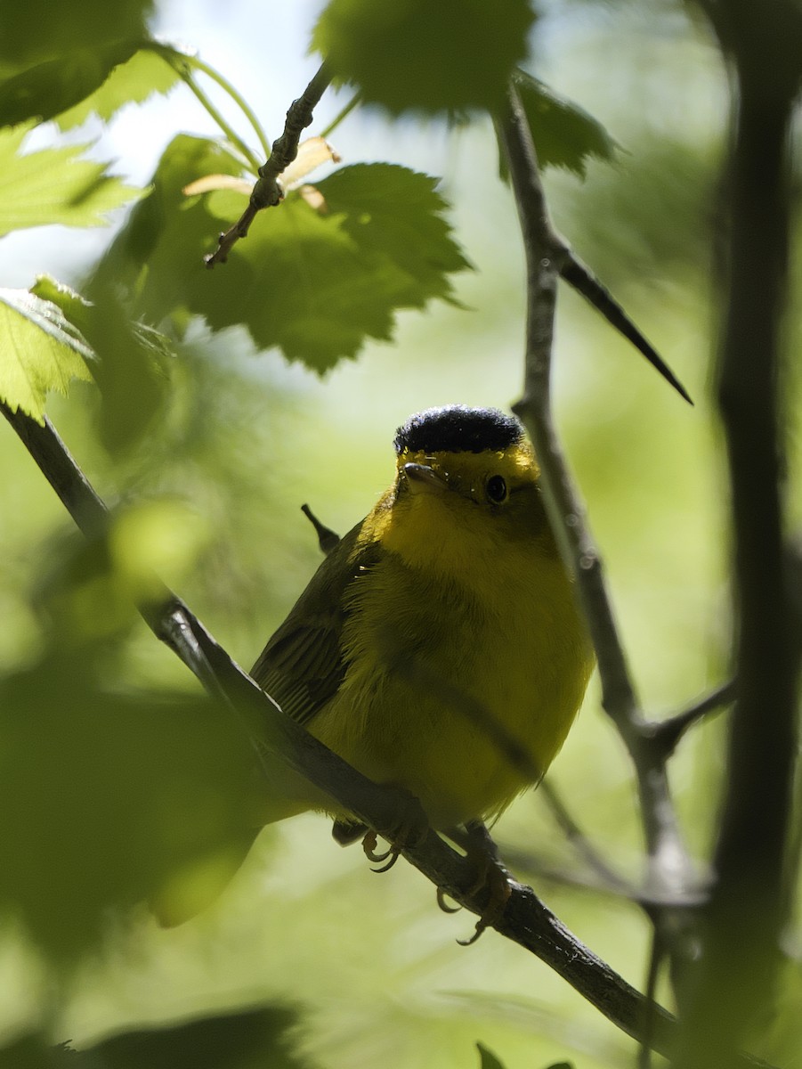 Wilson's Warbler - Guillaume Charette